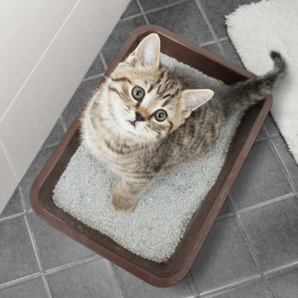 Bentonită pentru așternut igienic litieră pisici by GritSablare